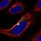 Protein ZNF365 antibody, HPA052446, Atlas Antibodies, Immunofluorescence image 