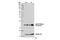 Histone Cluster 4 H4 antibody, 13944S, Cell Signaling Technology, Western Blot image 