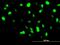 Barrier To Autointegration Factor 1 antibody, ab88464, Abcam, Immunofluorescence image 