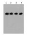 FLAG antibody, MBS592333, MyBioSource, Western Blot image 