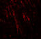 Neuroligin 2 antibody, 7969, ProSci, Immunofluorescence image 
