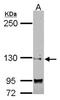 Splicing Factor 3b Subunit 3 antibody, NBP2-20259, Novus Biologicals, Western Blot image 