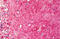 Enolase 2 antibody, MBS243101, MyBioSource, Immunohistochemistry frozen image 