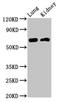 IQ Motif Containing B1 antibody, LS-C670533, Lifespan Biosciences, Western Blot image 