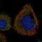 Dishevelled Binding Antagonist Of Beta Catenin 2 antibody, NBP1-88756, Novus Biologicals, Immunofluorescence image 