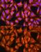 Protein ALEX antibody, GTX32629, GeneTex, Immunofluorescence image 