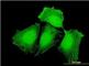 Centrosomal Protein 57 antibody, H00009702-B01P, Novus Biologicals, Immunofluorescence image 