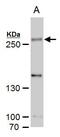 Histone-lysine N-methyltransferase SETD1A antibody, PA5-35976, Invitrogen Antibodies, Western Blot image 