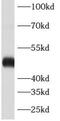 Ataxin-10 antibody, FNab00740, FineTest, Western Blot image 