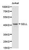 Selectin L antibody, LS-C192900, Lifespan Biosciences, Western Blot image 