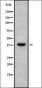 BRCA2 and CDKN1A-interacting protein antibody, orb338086, Biorbyt, Western Blot image 