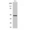 KLKB1 antibody, LS-C380538, Lifespan Biosciences, Western Blot image 