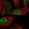 Coiled-Coil Domain Containing 85C antibody, NBP2-34194, Novus Biologicals, Immunofluorescence image 