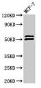 Neutrophil cytosol factor 2 antibody, LS-C670817, Lifespan Biosciences, Western Blot image 