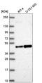 Origin Recognition Complex Subunit 4 antibody, HPA064562, Atlas Antibodies, Western Blot image 