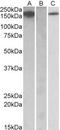 Macrophage-CSF Receptor antibody, NBP1-52071, Novus Biologicals, Western Blot image 