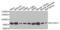 Proton myo-inositol cotransporter antibody, PA5-76466, Invitrogen Antibodies, Western Blot image 
