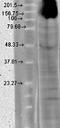 Hyperpolarization Activated Cyclic Nucleotide Gated Potassium Channel 4 antibody, orb67410, Biorbyt, Western Blot image 