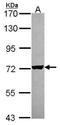 Arginyl-tRNA synthetase, cytoplasmic antibody, NBP2-15448, Novus Biologicals, Western Blot image 