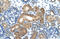 LON peptidase N-terminal domain and RING finger protein 1 antibody, 29-864, ProSci, Immunohistochemistry frozen image 