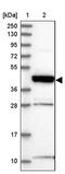 Radial spoke head protein 3 homolog antibody, PA5-58658, Invitrogen Antibodies, Western Blot image 
