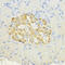 Surfeit 4 antibody, 16-739, ProSci, Immunohistochemistry frozen image 