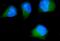 CEP215 antibody, A03102-2, Boster Biological Technology, Immunofluorescence image 