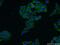 Deleted in lung and esophageal cancer protein 1 antibody, 20027-1-AP, Proteintech Group, Immunofluorescence image 