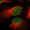 Neuron Navigator 2 antibody, HPA011755, Atlas Antibodies, Immunofluorescence image 
