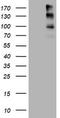 ALK Receptor Tyrosine Kinase antibody, UM800118CF, Origene, Western Blot image 