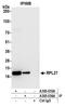 60S ribosomal protein L27 antibody, A305-036A, Bethyl Labs, Immunoprecipitation image 