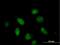 BUD31 Homolog antibody, H00008896-B02P, Novus Biologicals, Immunocytochemistry image 