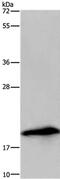 RNS3 antibody, PA5-50399, Invitrogen Antibodies, Western Blot image 