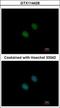 Histone acetyltransferase KAT2A antibody, GTX114428, GeneTex, Immunocytochemistry image 