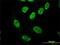 PAS Domain Containing Repressor 1 antibody, H00139135-M08, Novus Biologicals, Immunofluorescence image 