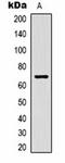 Potassium voltage-gated channel subfamily A member 5 antibody, orb334757, Biorbyt, Western Blot image 