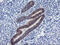 Protocadherin 7 antibody, M09495-1, Boster Biological Technology, Immunohistochemistry paraffin image 