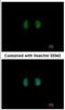 Inositol-Pentakisphosphate 2-Kinase antibody, NBP2-16985, Novus Biologicals, Immunofluorescence image 