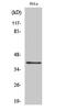 P2Y purinoceptor 4 antibody, PA5-51032, Invitrogen Antibodies, Western Blot image 