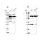 Large subunit GTPase 1 homolog antibody, NBP2-32698, Novus Biologicals, Western Blot image 