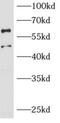 Coatomer subunit delta antibody, FNab00525, FineTest, Western Blot image 