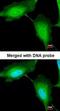 RING finger protein 114 antibody, orb73878, Biorbyt, Immunofluorescence image 