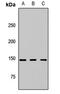 Centrosome and spindle pole-associated protein 1 antibody, orb412945, Biorbyt, Western Blot image 