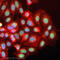 H2A Histone Family Member X antibody, ab2893, Abcam, Immunocytochemistry image 