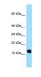 Late Cornified Envelope 3C antibody, orb326532, Biorbyt, Western Blot image 