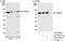 Tripartite Motif Containing 25 antibody, A301-856A, Bethyl Labs, Immunoprecipitation image 