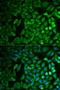 F-Box Protein 11 antibody, LS-C334529, Lifespan Biosciences, Immunofluorescence image 