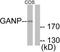 Minichromosome Maintenance Complex Component 3 Associated Protein antibody, TA314829, Origene, Western Blot image 