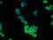 Chloride Voltage-Gated Channel 2 antibody, A62274-100, Epigentek, Immunofluorescence image 