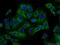 Iron Responsive Element Binding Protein 2 antibody, 23829-1-AP, Proteintech Group, Immunofluorescence image 